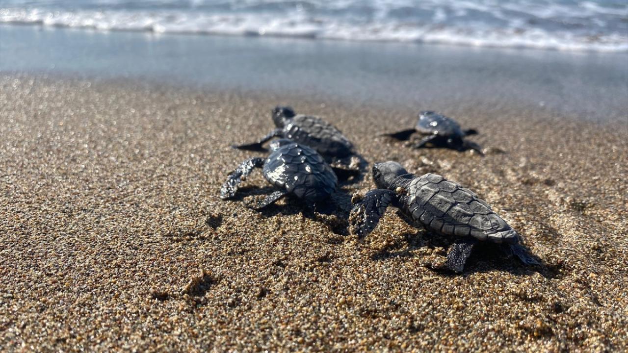 Llegaron al mar las crías de tortugas marinas en Silifke