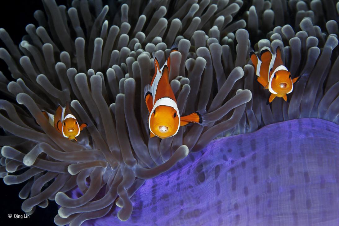 Las fotografías de vida silvestre más alucinantes de 2017