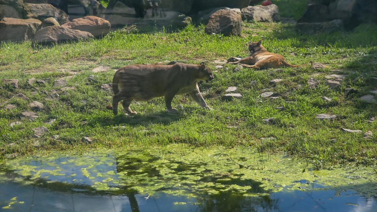 Los nuevos habitantes del Parque de Vida Natural de Izmir