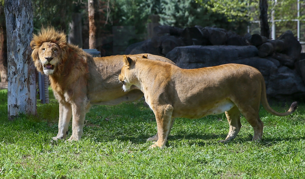 Los nuevos habitantes del Parque de Vida Natural de Izmir