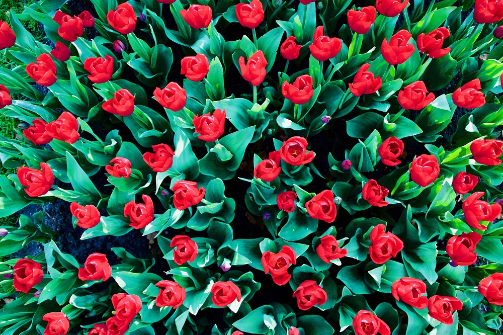 Temporada de tulipanes en Holanda con el lema “El poder de las flores”