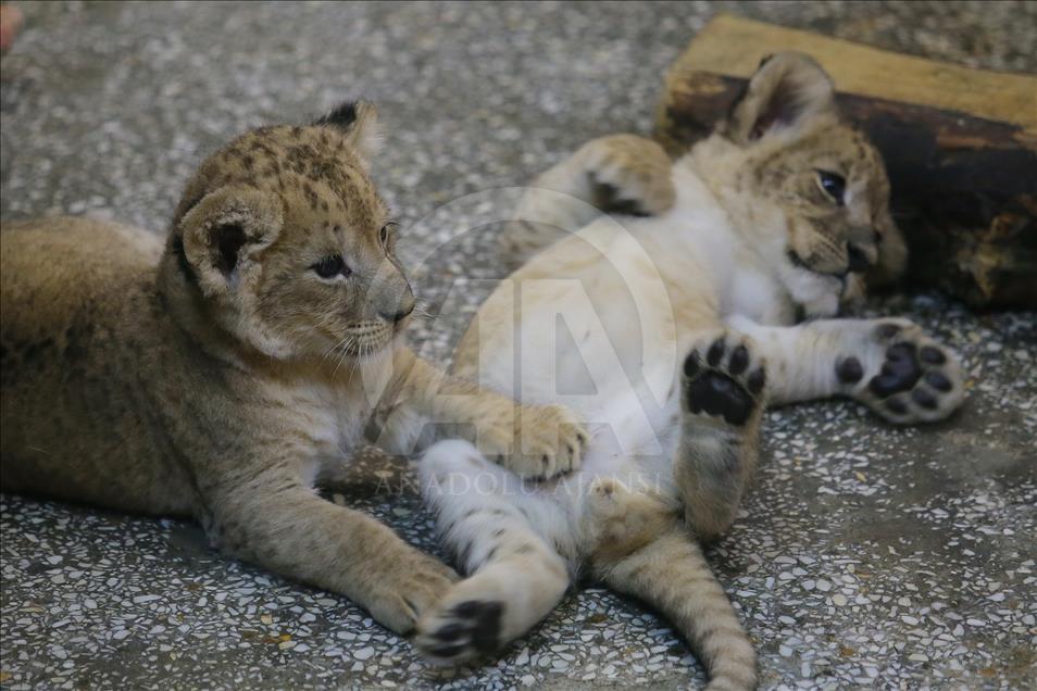 Anak Singa di Zoo di Rusia