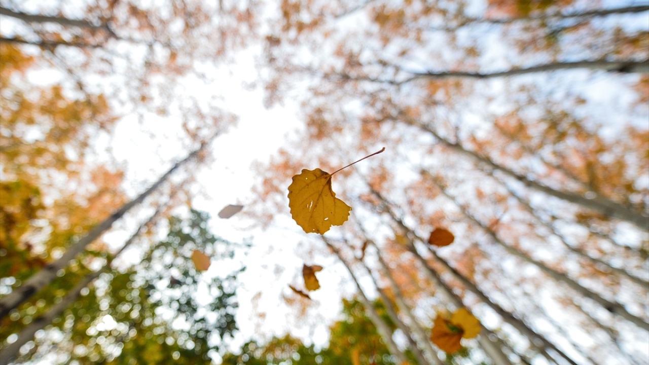 Los colores del otoño deslumbran en los bosques de Tunceli