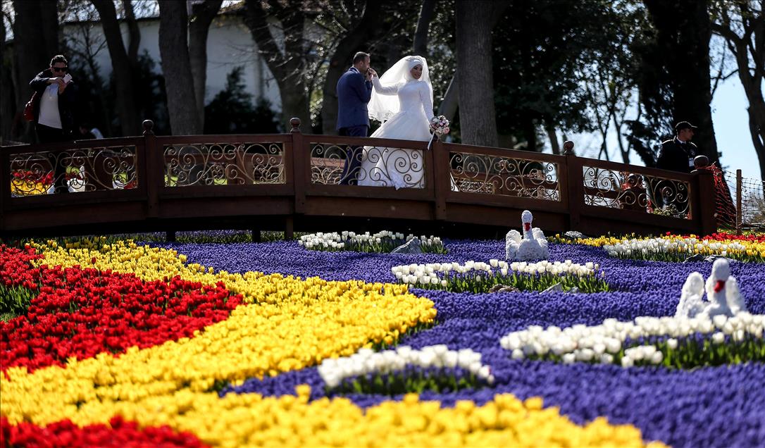 伊斯坦布尔国际郁金香节