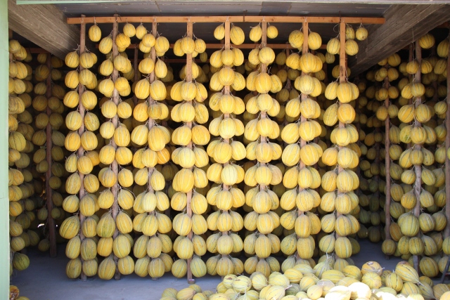 El melón de Kırkağaç se ató al hilo para el invierno