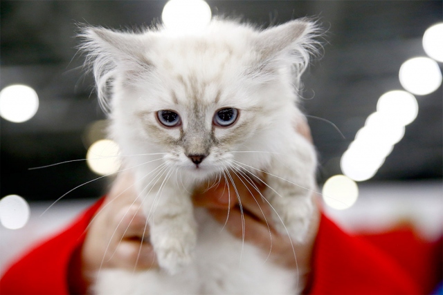 Ha comenzado la Feria Internacional de Gatos en Moscú