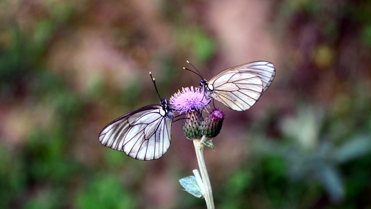Las mariposas de Van