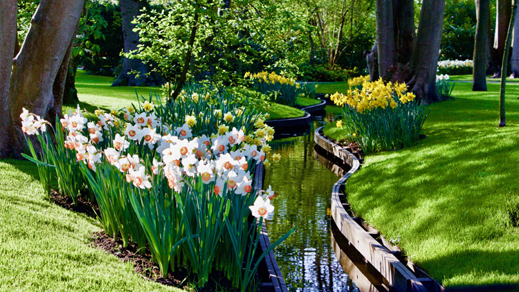 Temporada de tulipanes en Holanda con el lema “El poder de las flores”