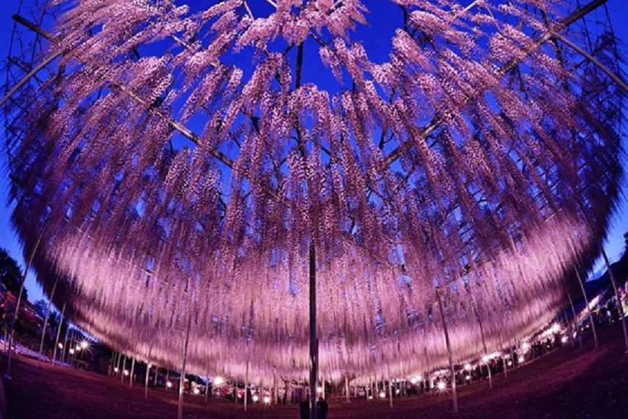 優美かつ幻想的な春の光景 目を見張る豪華な藤の花