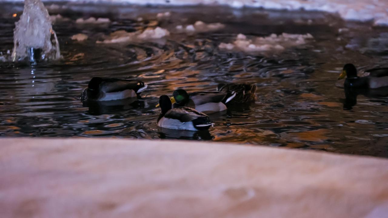 El parque Kugulu, el símbolo de Ankara, se tiñe de blanco