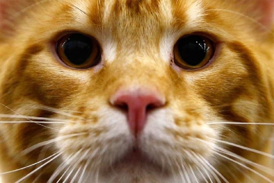 Pameran Kucing Antarabangsa di Moscow Bermula