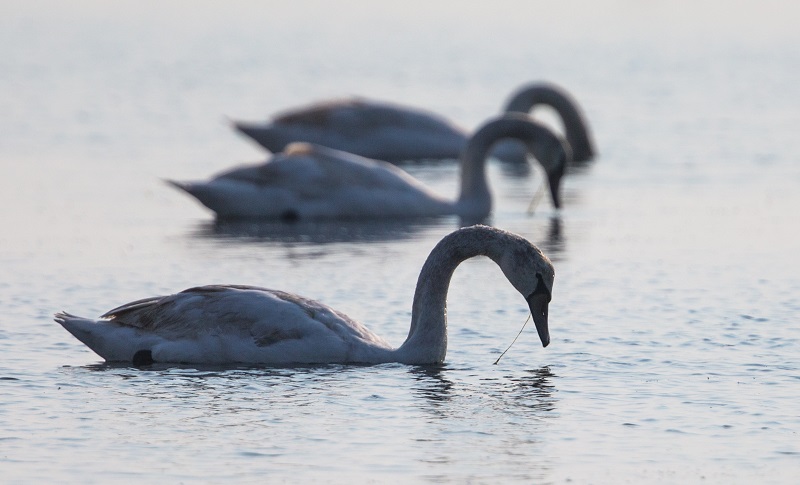 Puesta del sol en el Paraíso de aves de Izmir