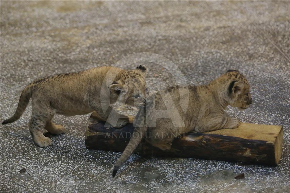 Anak Singa di Zoo di Rusia