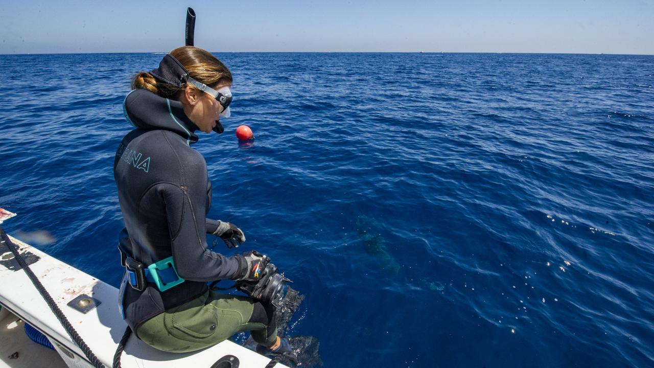 La nueva tendencia turística de Florida: el turismo de tiburones