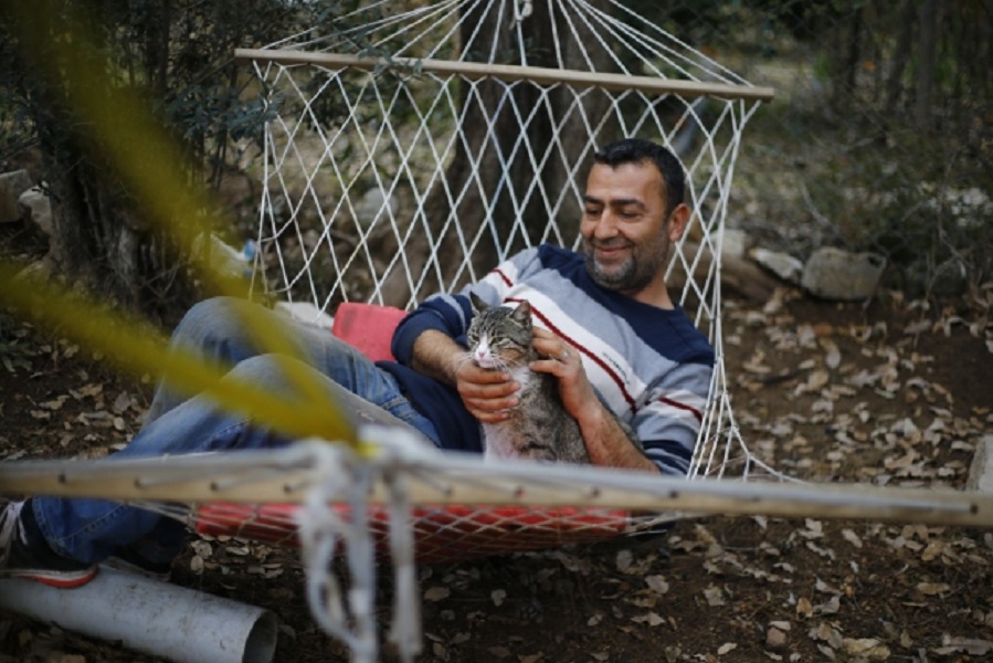 روستای گربه ها