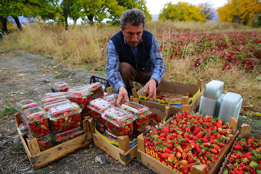Fraises