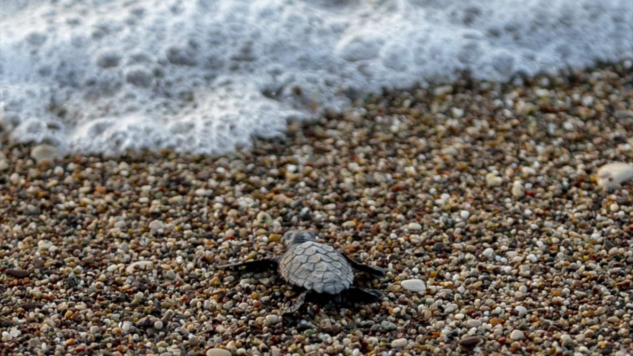 Nacimiento de crías de tortugas boba