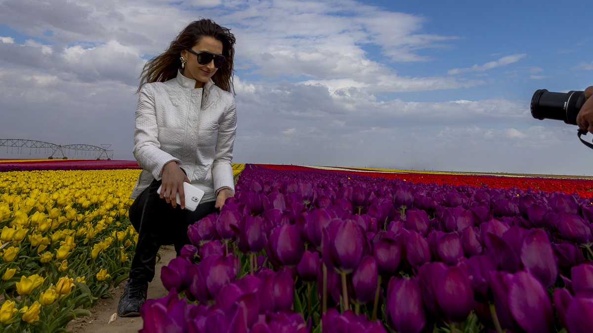 Fushë me tulipanë