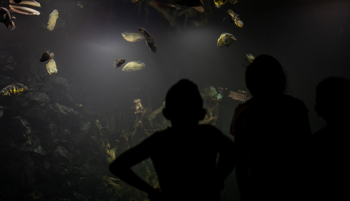 El Acuario del Parque Explora, que se encuentra el estanque mas grande de agua dulce de todo latinoamerica, es el hogar de más de 250 especies de peces
