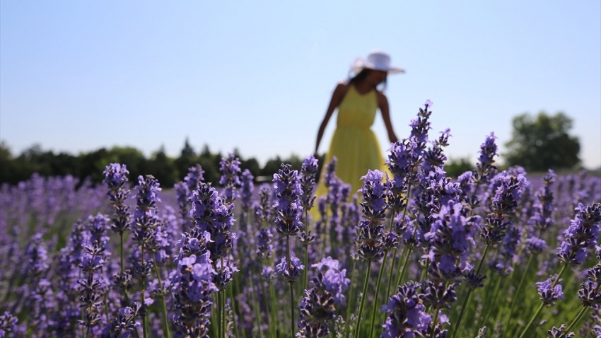 La ciudad Edirne, ubicada en Tracia se prepara para el “turismo de morado”