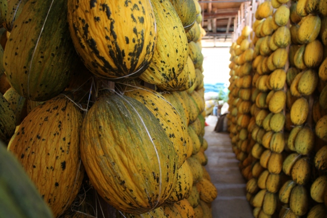 El melón de Kırkağaç se ató al hilo para el invierno