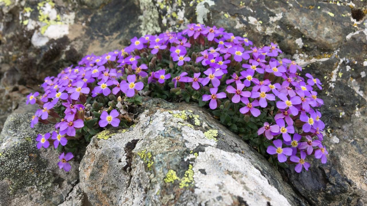 Descubren planta endémica en Bolu