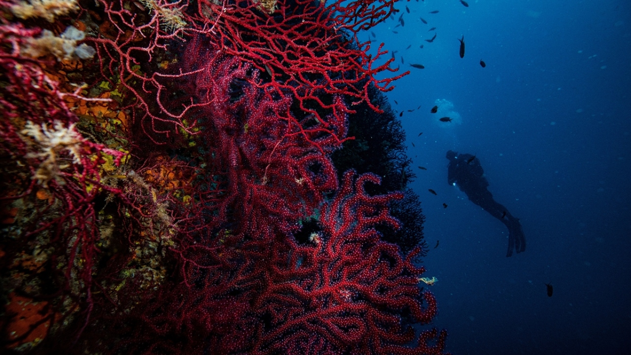 Ayvalık, el hogar de los fascinantes corales rojos