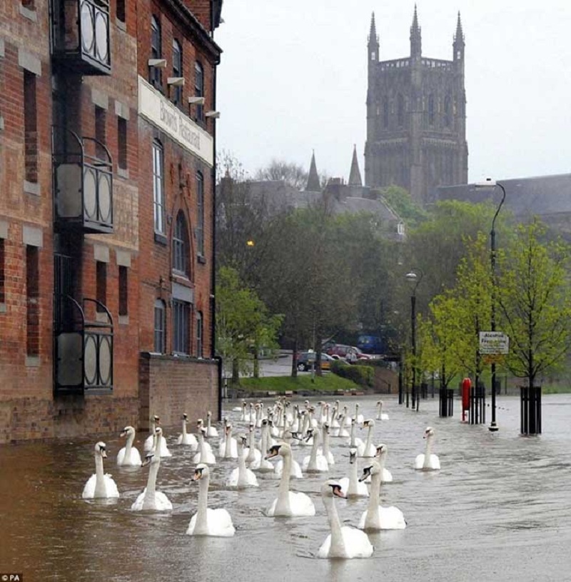 Los cisnes están de paseo cuando se inundan las calles de Reino Unido.