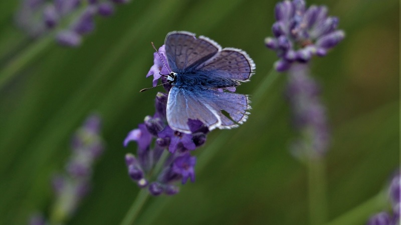 Los huéspedes “simpáticos” de los jardines de lavanda