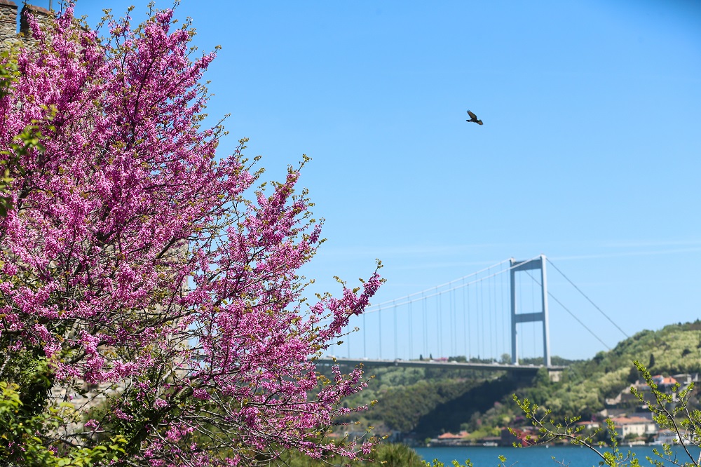 Árboles de Judas en Estambul