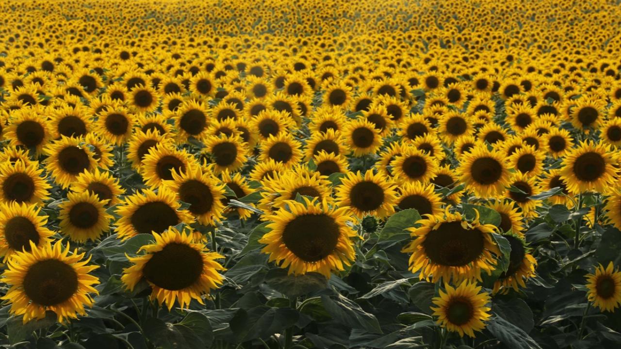 Campos de girasoles en Samsun