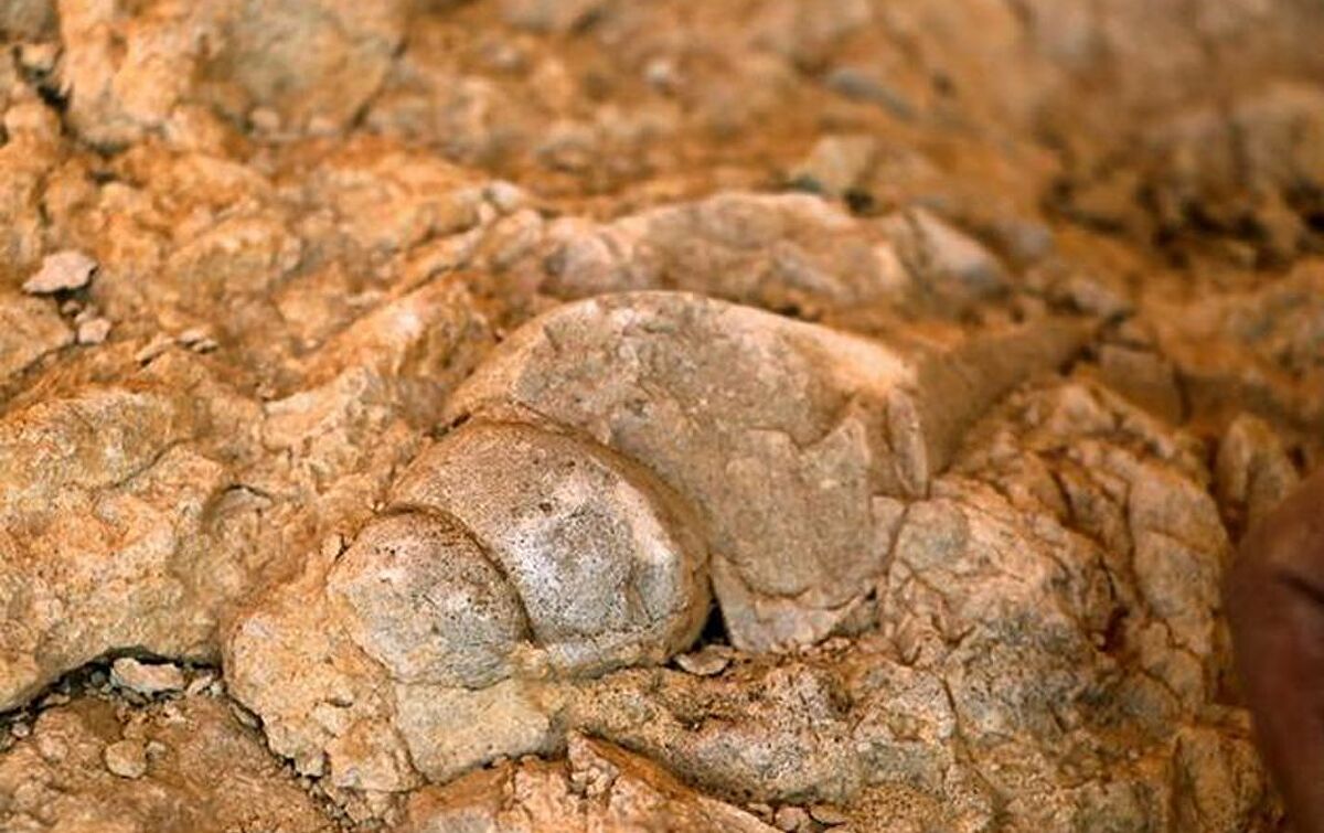 エラズー県で3400万年以上前の海洋生物の化石が発見