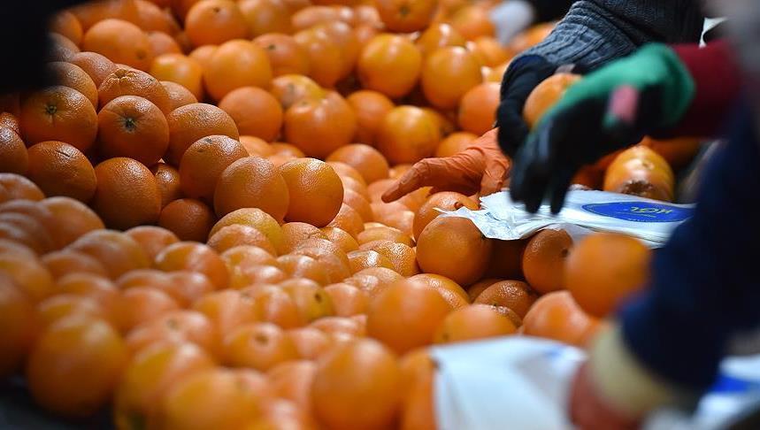Turqia rriti eksportet e agrumeve në Rusi