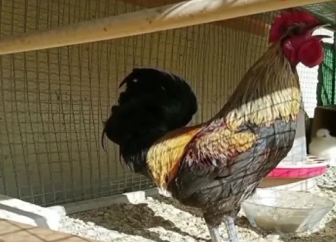 Yadda wani katon zakara da ya kware wajen yin cara a Turkiyya ya suma yayin tsaka da carar