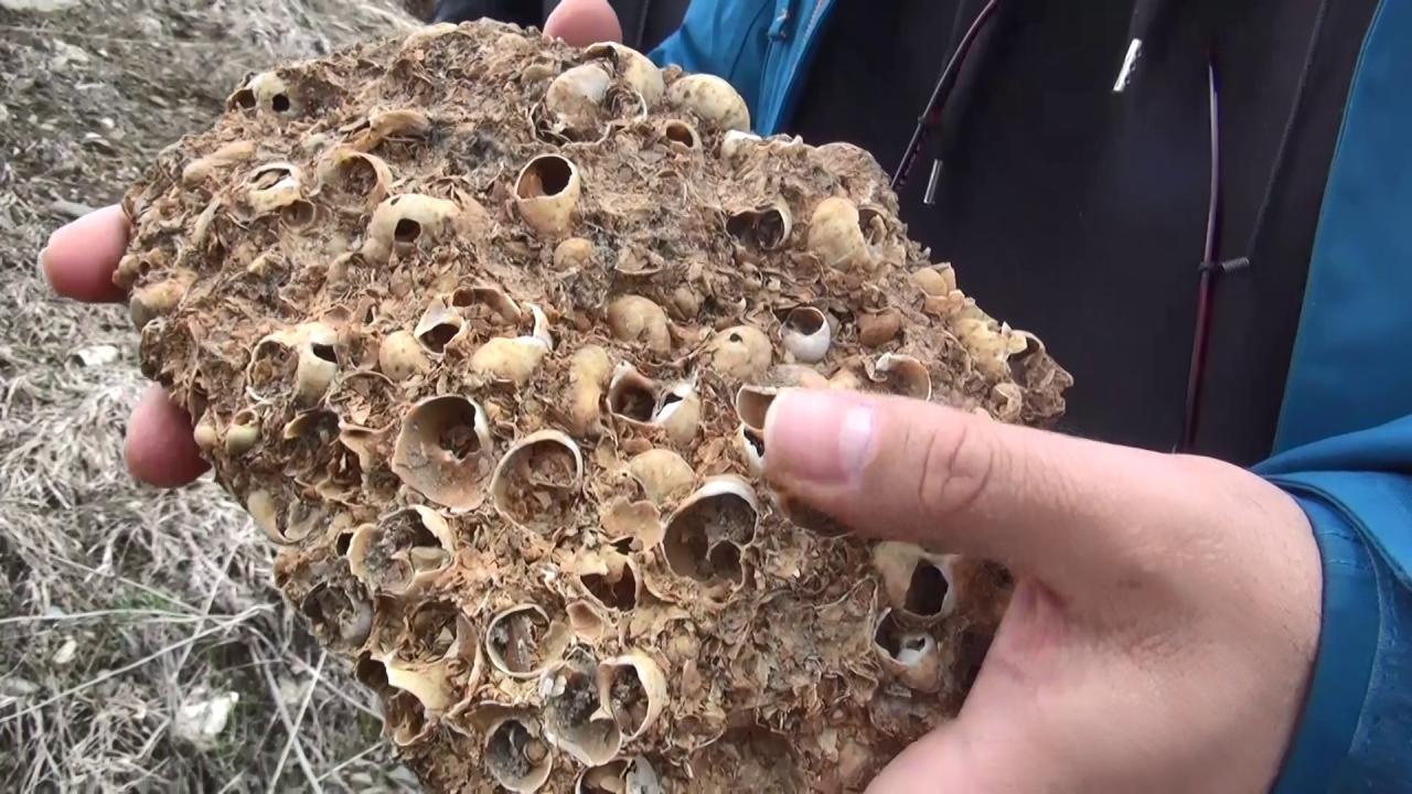 کشف فوسیل جاندار بحری دوازده میلیون ساله در موش