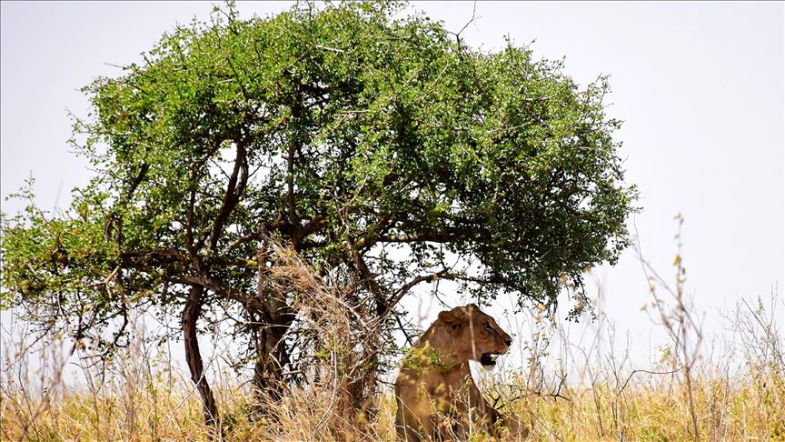 An fara kidayar dabbobin dawa a Kenya
