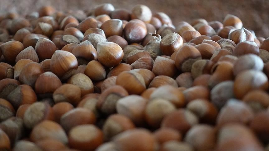 Od izvoza lješnjaka Turska zaradila skoro 2 milijarde dolara