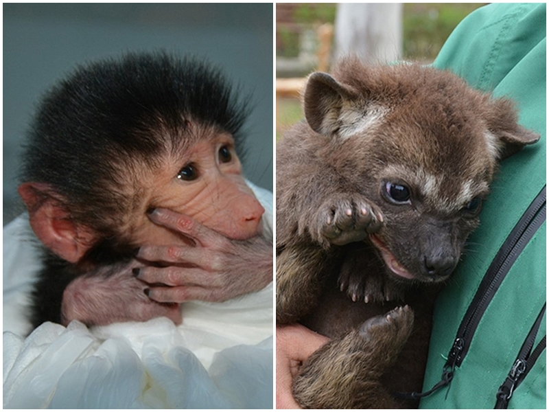 Mersin zooparkında bäbilär tudı