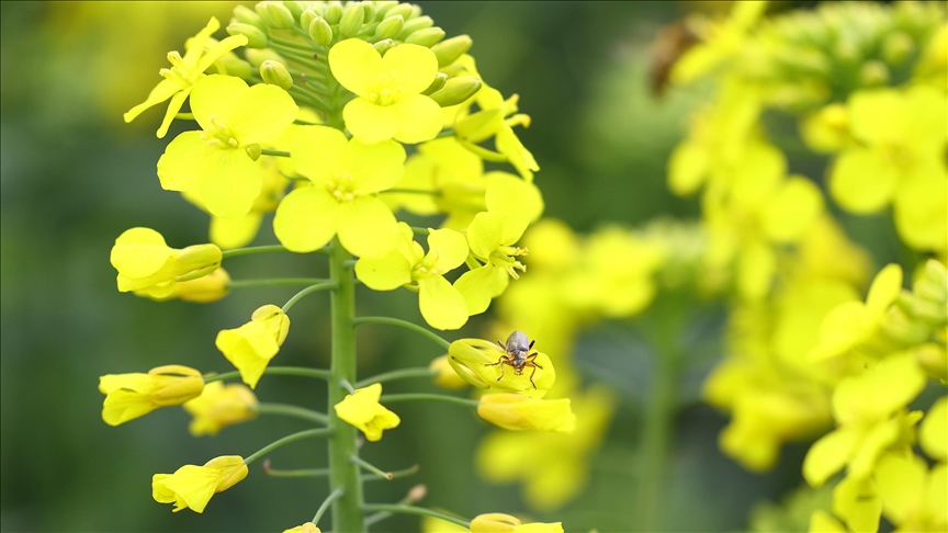 ¿Cuáles son los beneficios que tienen las personas que se rodean de plantas durante la pandemia?