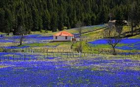 ¿Sabían que las flores de estrella azul están bajo la protección de Convención de Bern?