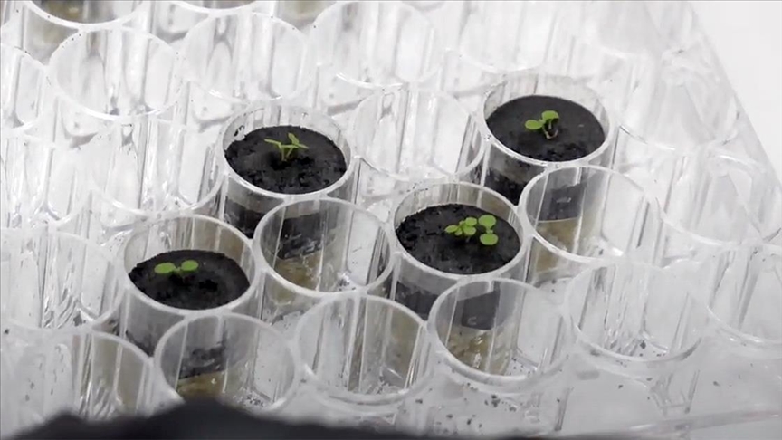 Por primera vez, los científicos cultivaron plantas en el suelo de la Luna