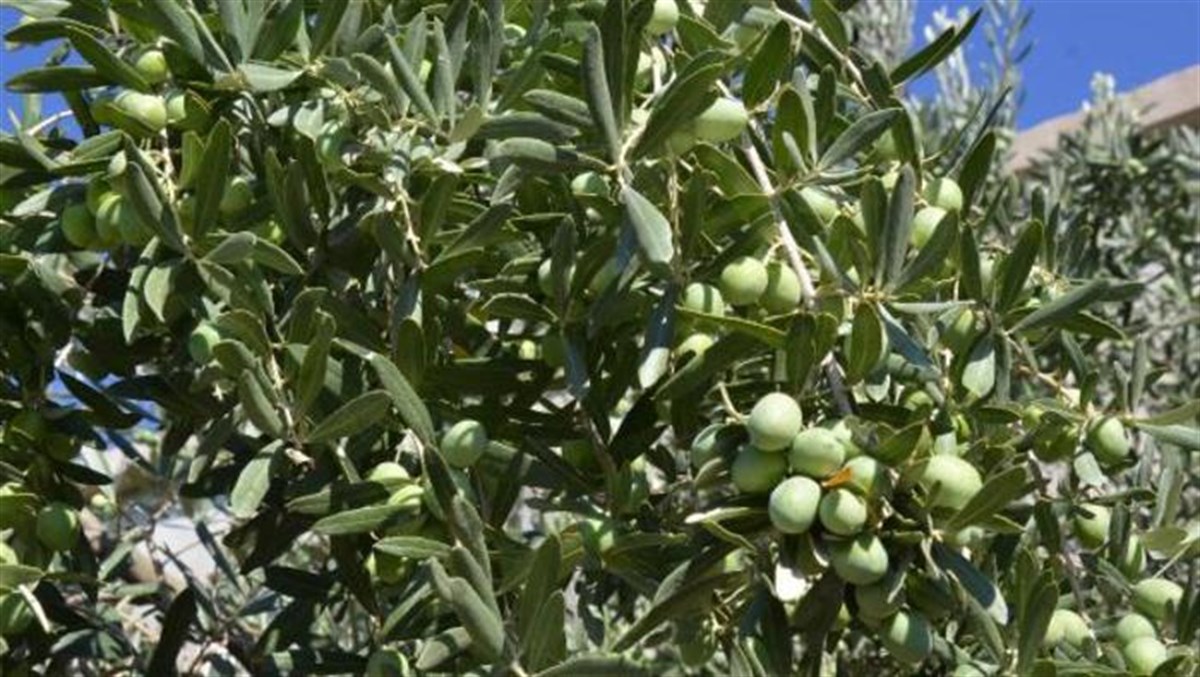 معجزه گیاهان - خواص درمانی برگ زیتون