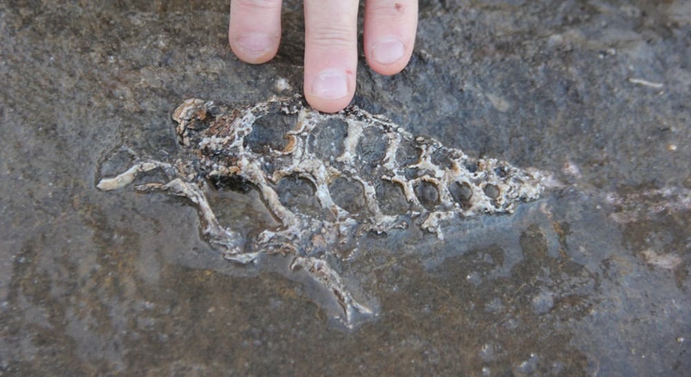 Descubren un fósil de 70 millones de años en Adıyaman