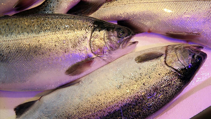 El salmón del mar Negro obtuvo 103 millones de dólares en 8 meses