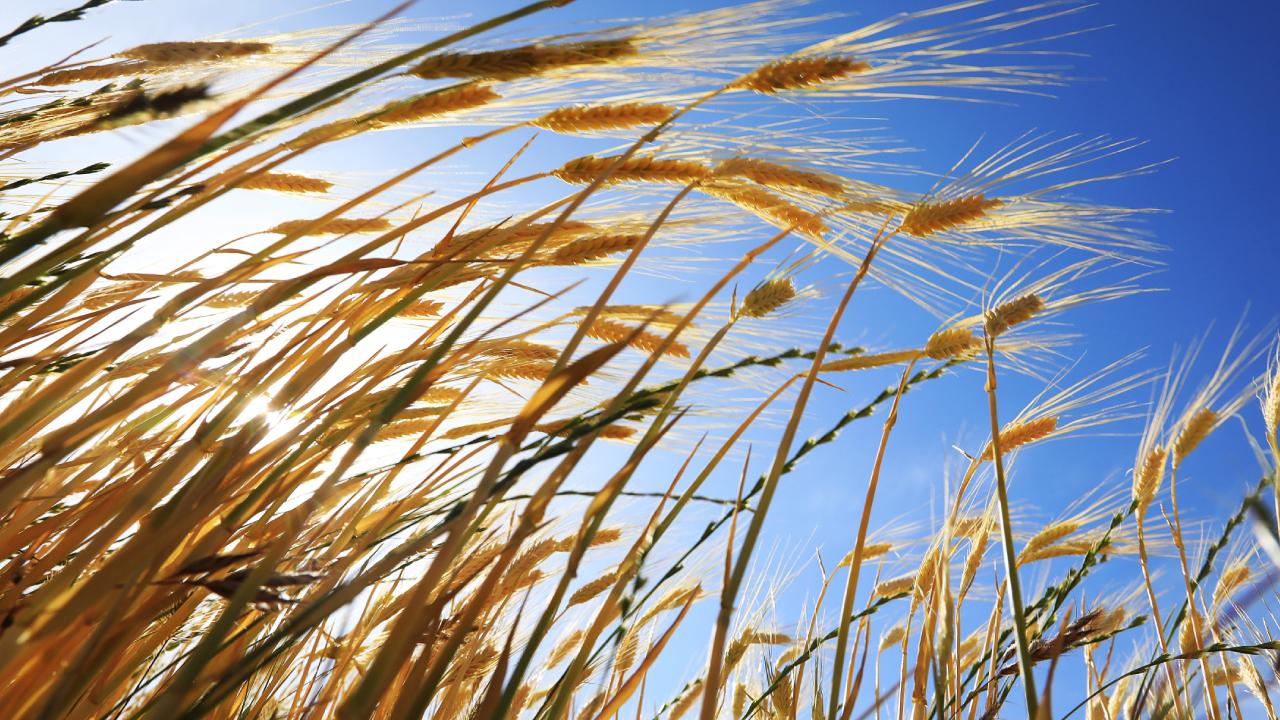 Élen jár Törökország a biotermelésben