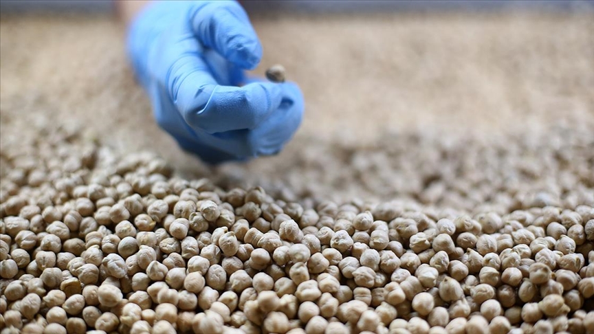 La exportación de legumbres de Turquía se acercó a mil millones de dólares