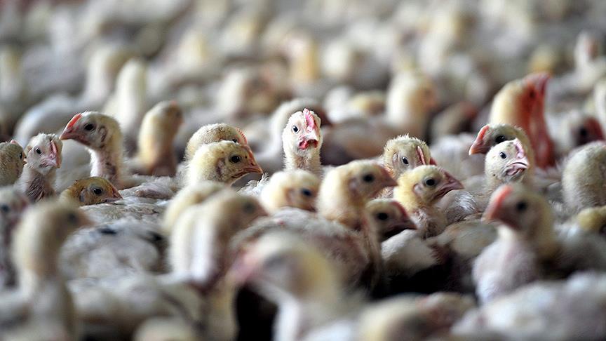 Francia sacrifica a 600 mil aves de corral por brote de gripe aviar