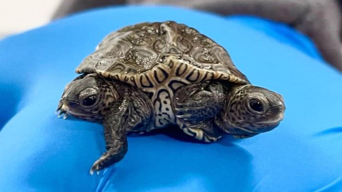 Está bajo la observación la tortuga de dos cabezas y seis patas