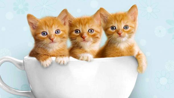 Pameran Kucing di Kazakhstan