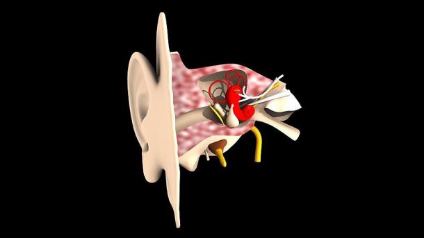 Shkencëtarët suedezë zbulojnë neurone të reja në veshin e brendshëm